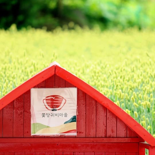 2025 원주 용수골 꽃양귀비축제 ❘기간, 일정, 체험 및 프로그램 정리