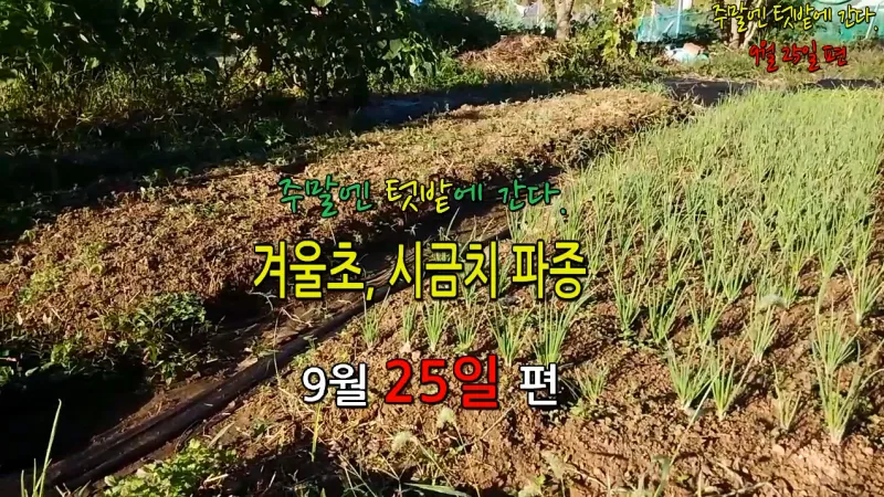 겨울초 파종시기 심는 시기 나물 요리법 농업 재배_4