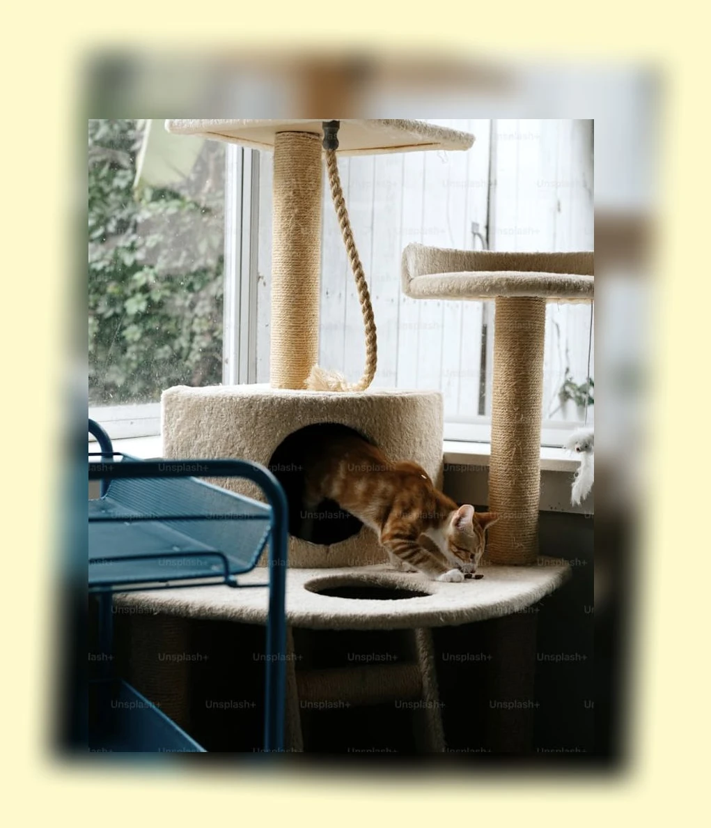 고양이 건강 관리_1_subsection