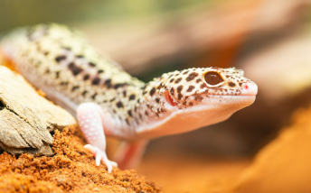 요즘 뜨는 이색 파충류 반려동물 소개