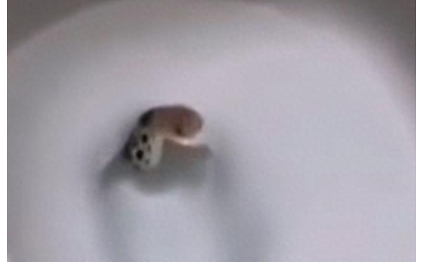 &ldquo;진짜 뱀이 나왔어요&rdquo; &mdash; 여성, 밤 11시에 화장실서 마주친 &lsquo;최악의 악몽&rsquo;