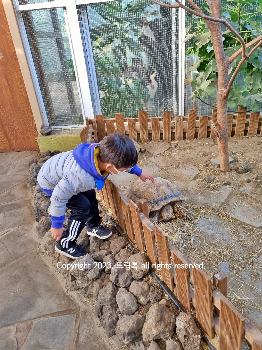 커다란 거북이가 우리안에 있다