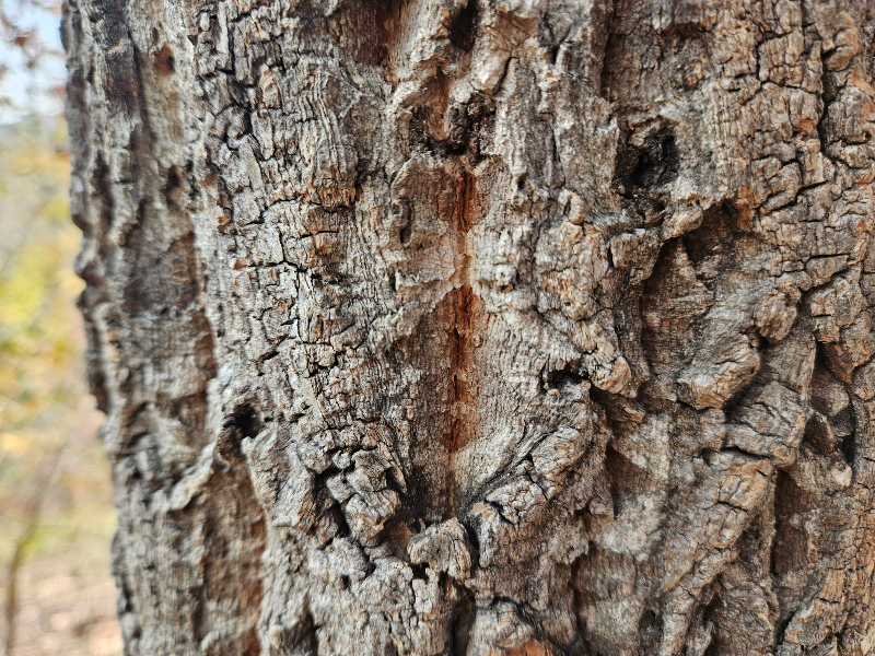 굴참나무 수피2
