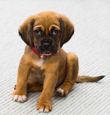브라운 색상의 아기강이지 바닥에 앉아 있다