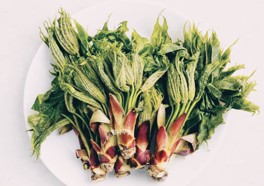 참두릅 땅두릅 개두릅 두릅 엄나무순 효능 엄나무순 먹는 법 엄나무순 가격