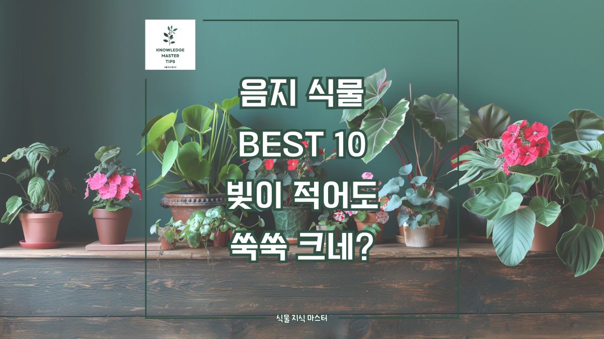 음지 식물 BEST 10, 빛이 적어도 쑥쑥 크네?