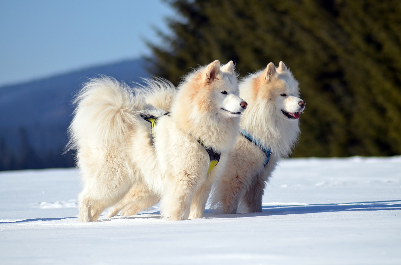 사모예드 (Samoyed)