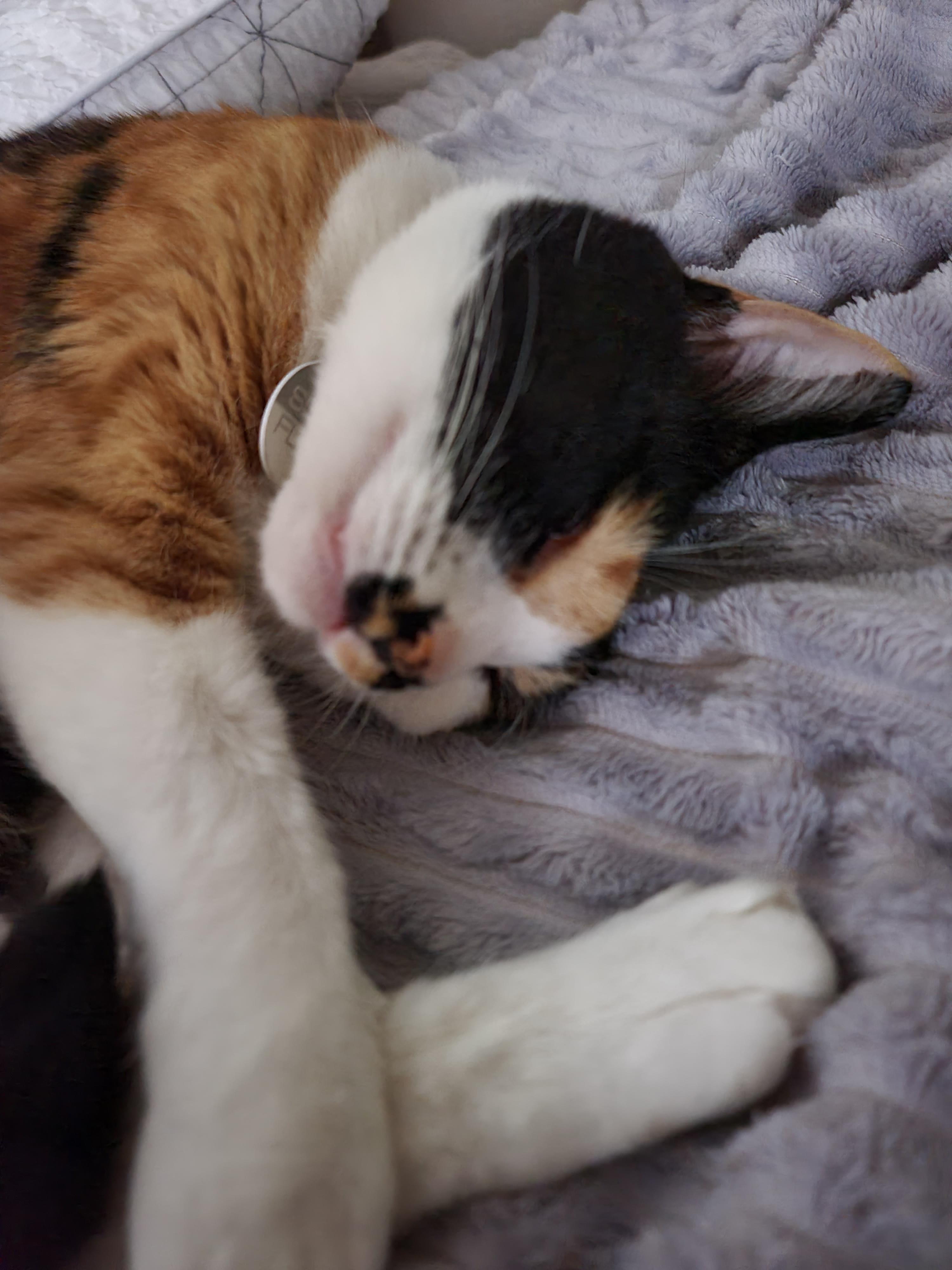 츤데레 다다. 잘때는 항상 엄마옆에 찾아오는 삼색이 고양이 다다.