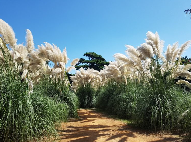 청산수목원 팜파스원