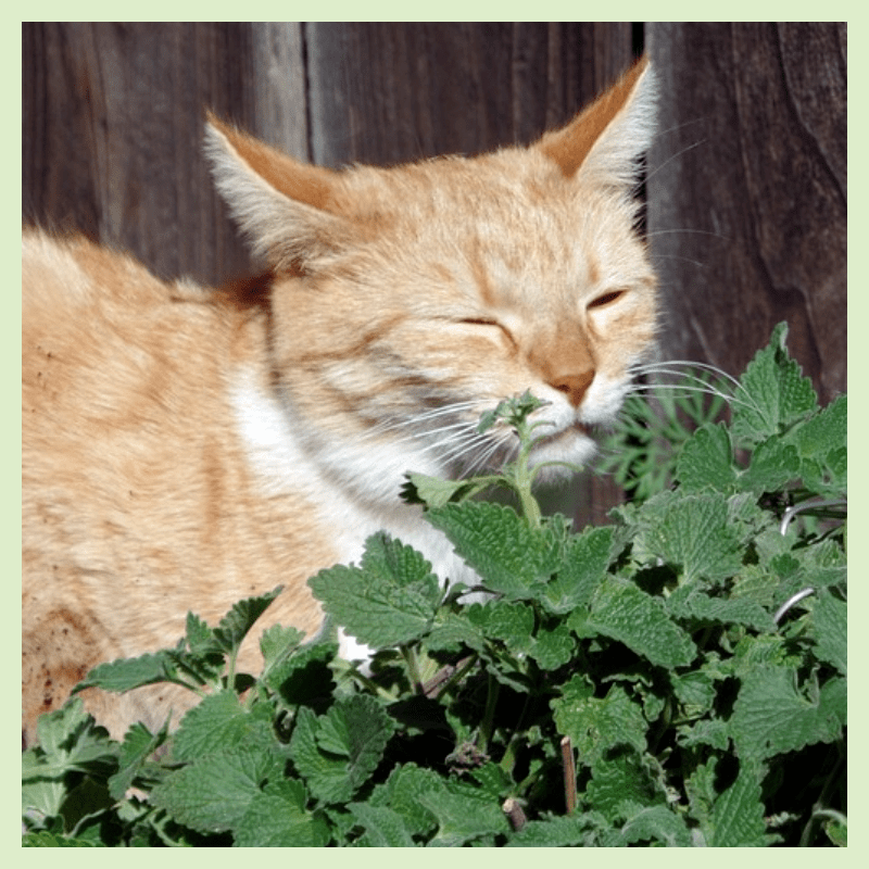 고양이가-좋아하는-캣닢-마따따비