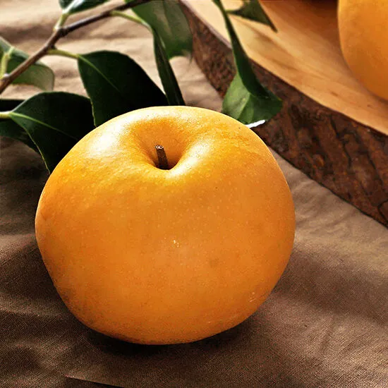 나주배 효능 특징 수확시기제철손질먹는방법나주배 보관 방법 안내_1