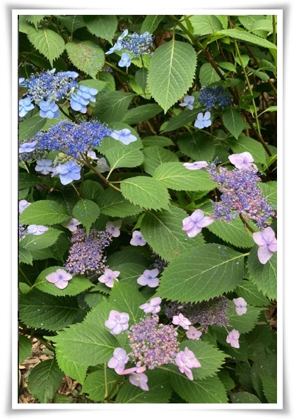 "산수국" 아름다운 매력을 한껏 간직하고 있는 여름 대표 꽃!