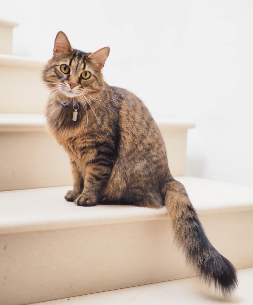 고양이 사료 선택 가이드: 건강한 식습관 만들기