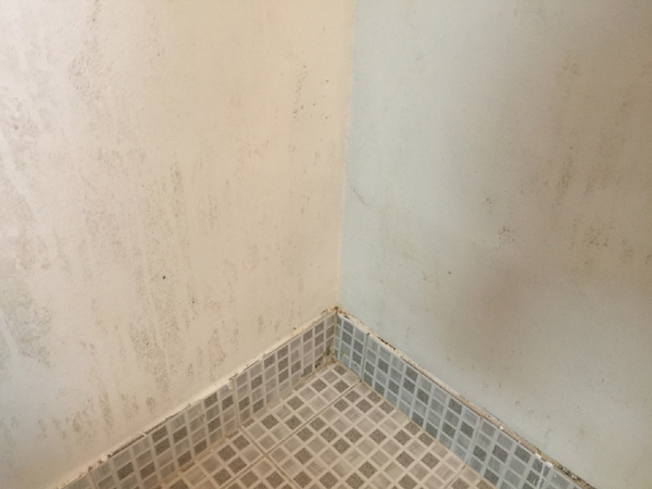 곰팡이 제거 벽