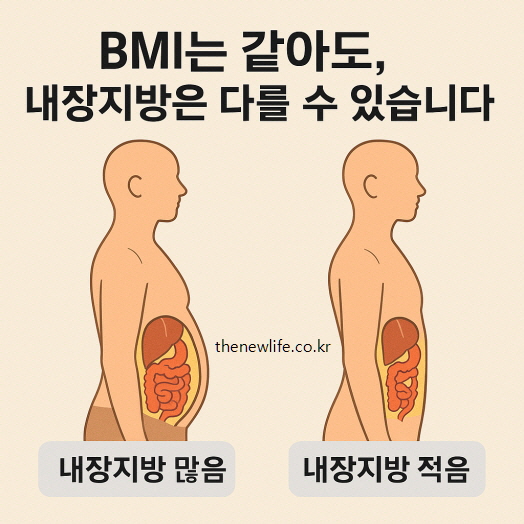 BMI는 같지만 내장지방의 양이 다른 두 사람의 비교 일러스트