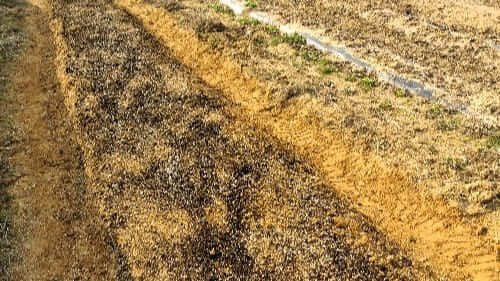 부추-재배밭-밑거름-주기