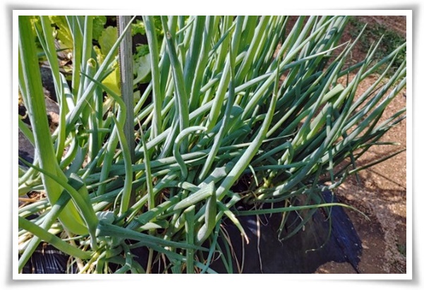 텃밭 "9월에 심기 좋은 작물" 풍성한 수확 기대해도 좋아요!