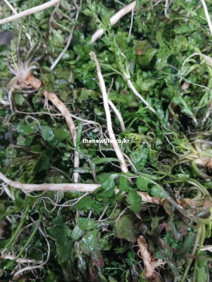 향과 맛이 가장 강하여 냉이 효능이 절정에 달하는 12월~2월 겨울 제철 냉이의 싱싱한 실물