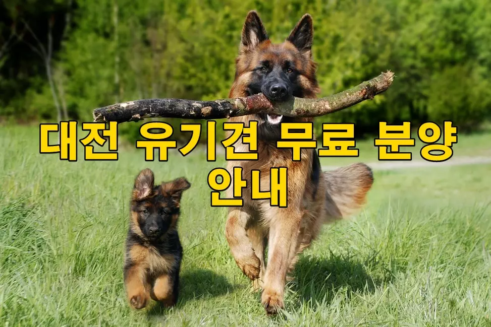 대전 유기견 무료 분양 안내