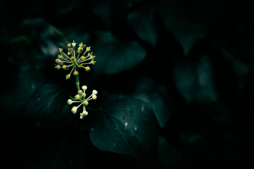 Hedera