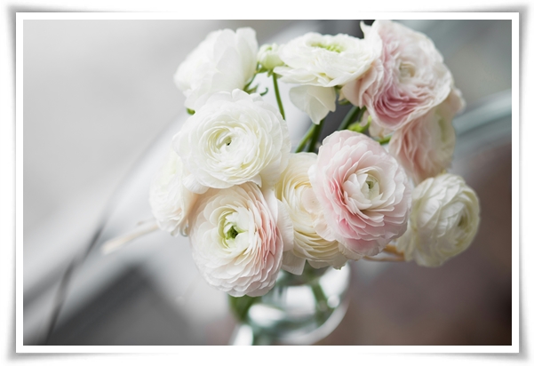 "라넌큘러스" 봄의 로맨스를 담은 매혹적인 매력의 꽃 봄의 요정!