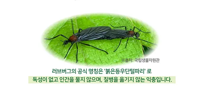 capture-20250625-191654