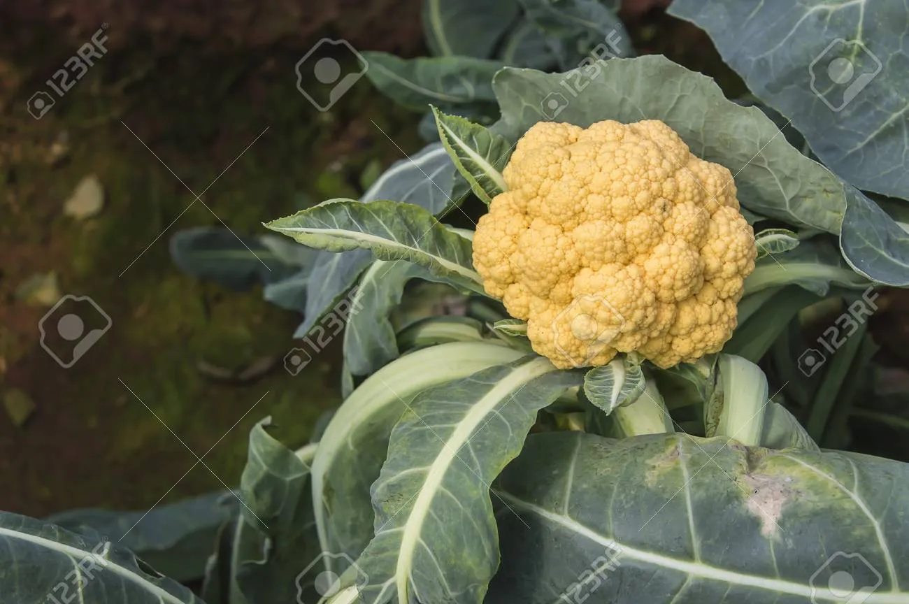 컬리플라워 재배 정식 후 관수 방풍 대책 영양 관리_4