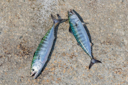 머리아플때 좋은 음식 고등어