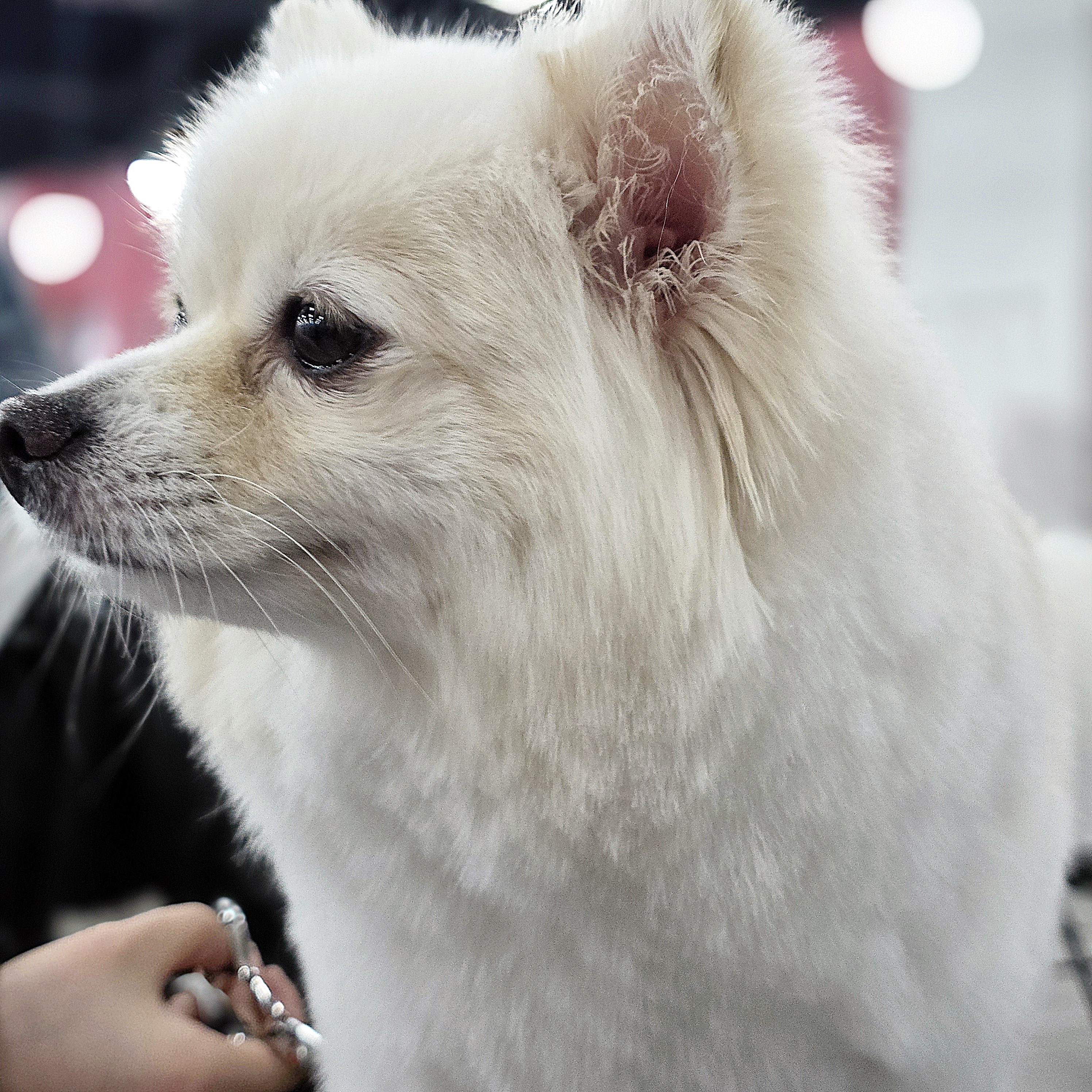 인천강아지미용국비