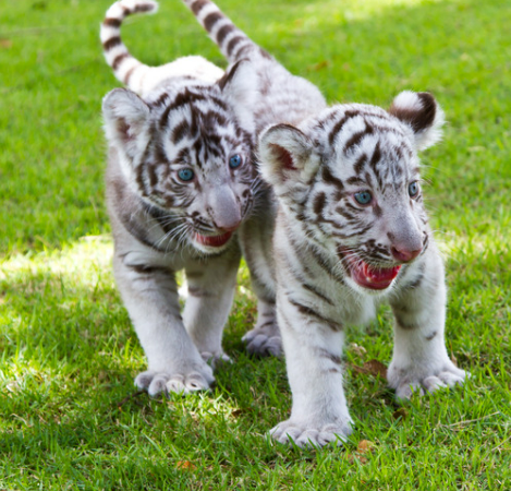 호랑이 꿈해몽 정리