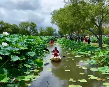 부여 서동 연꽃축제_11