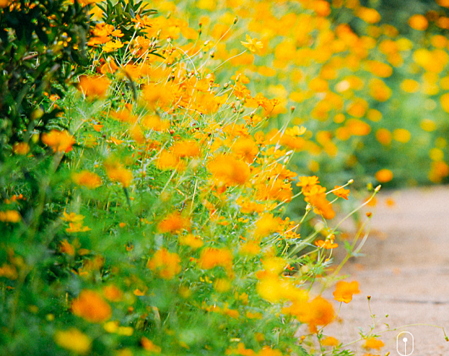 베어트리파크 단풍축제 일정 및 입장료 온라인 예매, 주차장