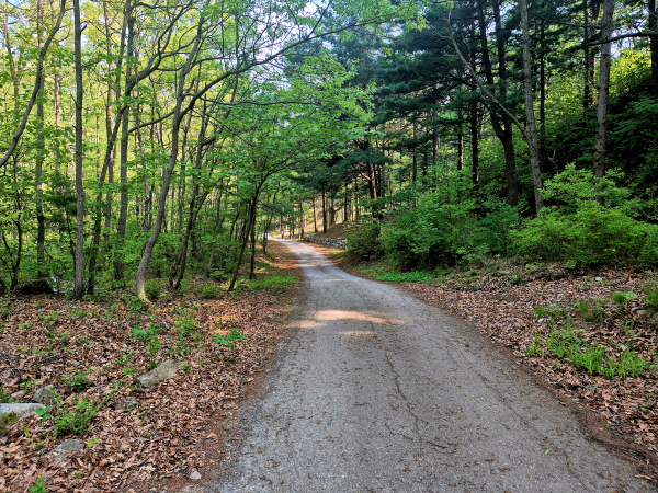 햇살이 스며드는 한적한 숲길, 낙엽이 깔려 있다