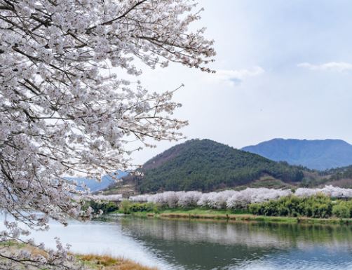 임실 벚꽃