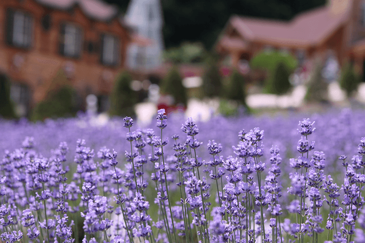 2023 포천 허브아일랜드 라벤더축제 입장료 주차 아이스크림 라떼