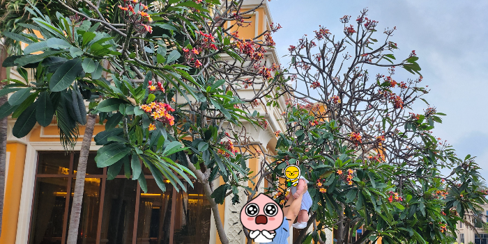 붉은색 플루메리아