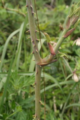 청미래덩굴 수피