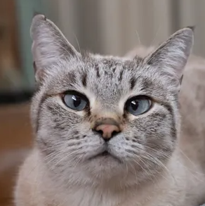 고양이 췌장염