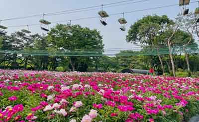 서울대공원 작약꽃 축제