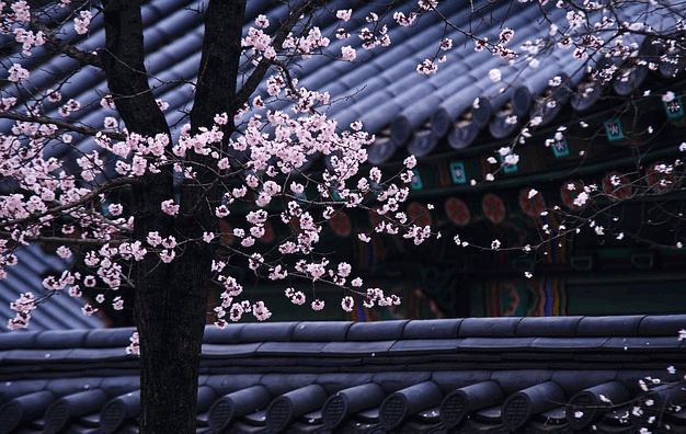 궁궐 기와집 지붕이 보이고 근처엔 벚꽃이 핀 벚나무가 있다.