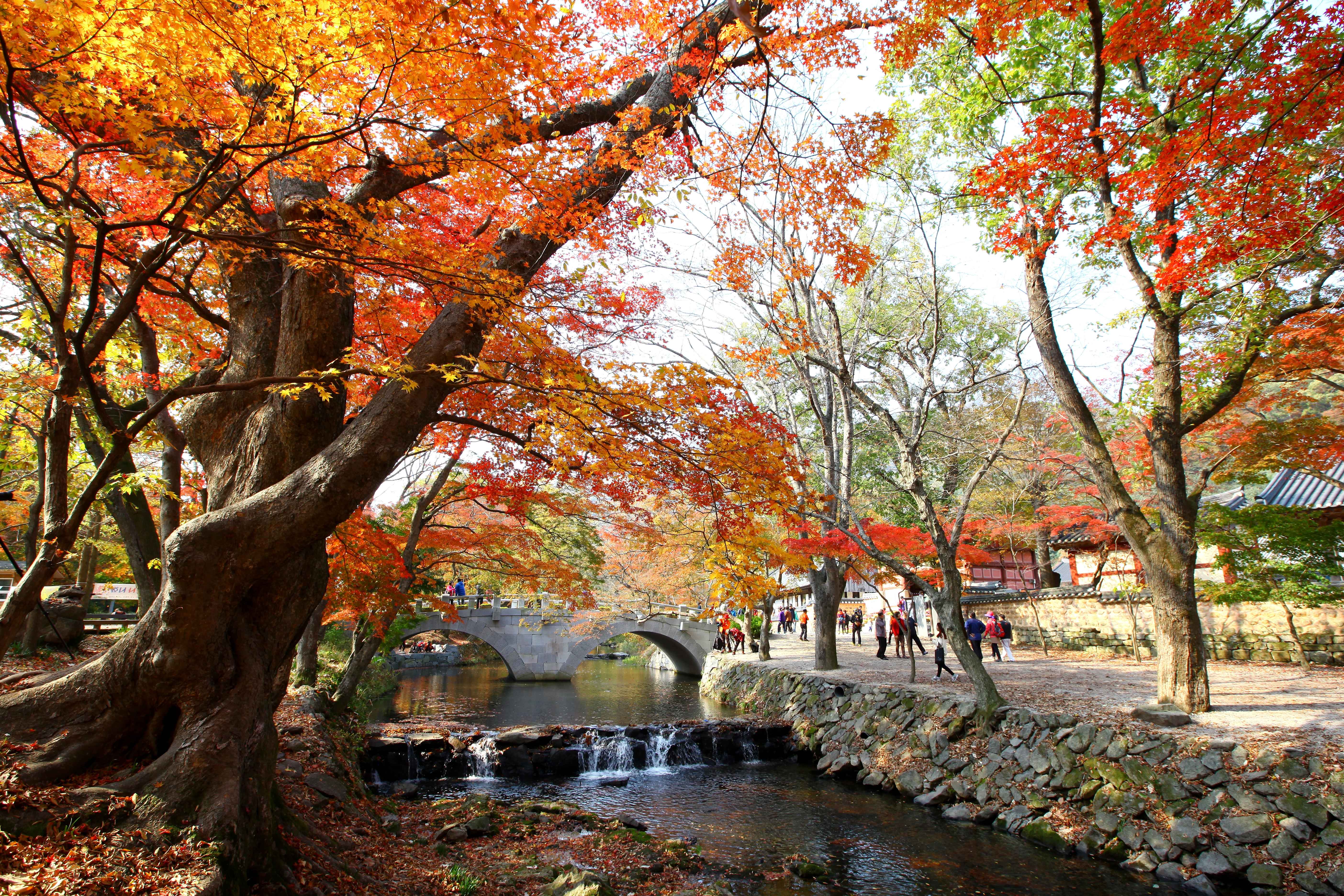 선운사입구의 단풍과 다리