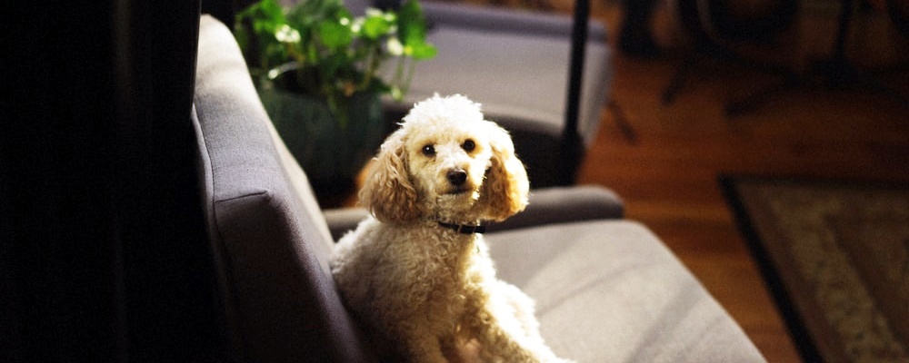 강아지 닭고기 주는 방법 5