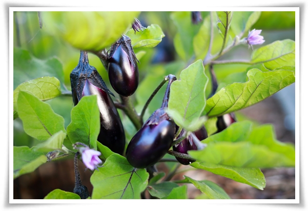 8월에 심기 좋은 텃밭 작물, 풍성한 수확을 위한 최고의 작물 추천