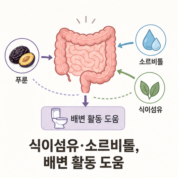 푸룬의 식이섬유와 소르비톨이 배변 활동에 도움을 주는 원리를 나타낸 이미지