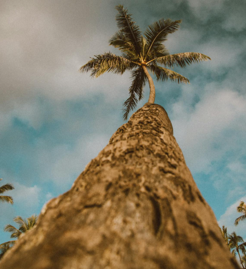 킹 팜 (Archontophoenix cunninghamiana) 이미지