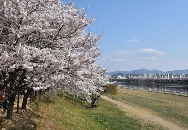 대구 벚꽃