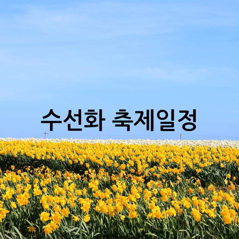 서산 유기방가옥 수선화축제