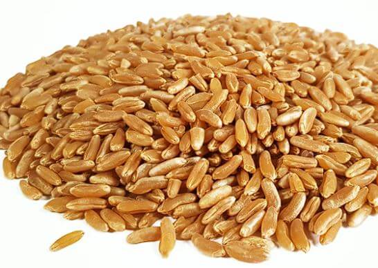 카무트효소 효능