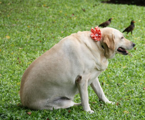 강아지 설탕 섭취 치명적 위험 [증상&amp;#44; 대처 방법]