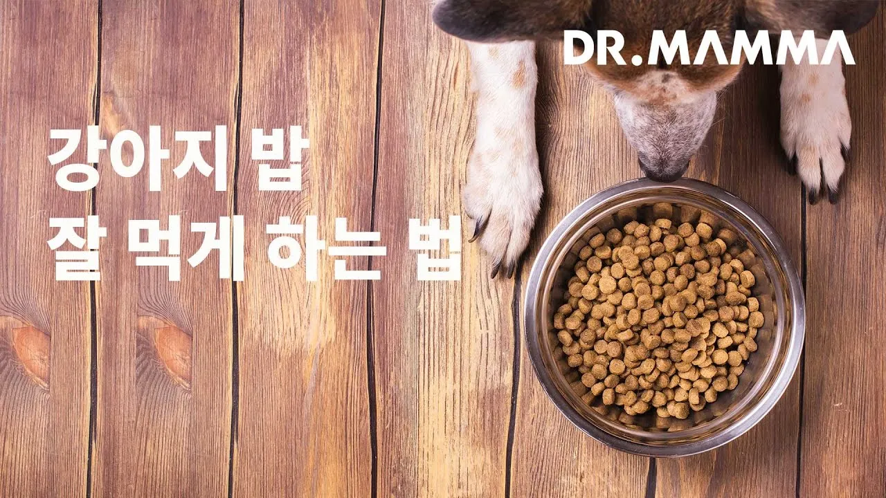 강아지 밥 거부 9가지 원인과 해결책 총정리_4